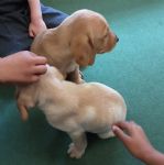 Puppies in Pine