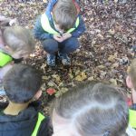 Pine Class Autumn Walk